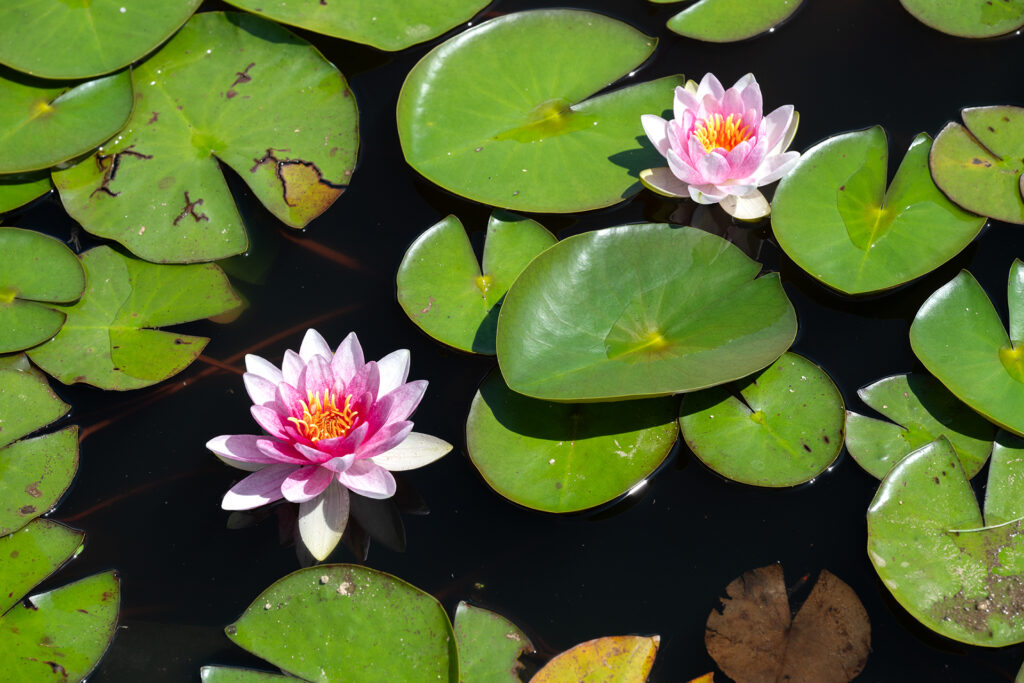 Rozkvetlé lekníny a listy leknínu - detailní foto rybníčku